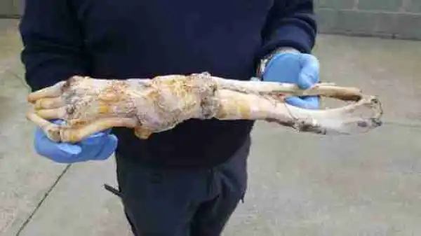 Mystery as Severed Gorilla Arm Washes Up on a Beach (Photo)